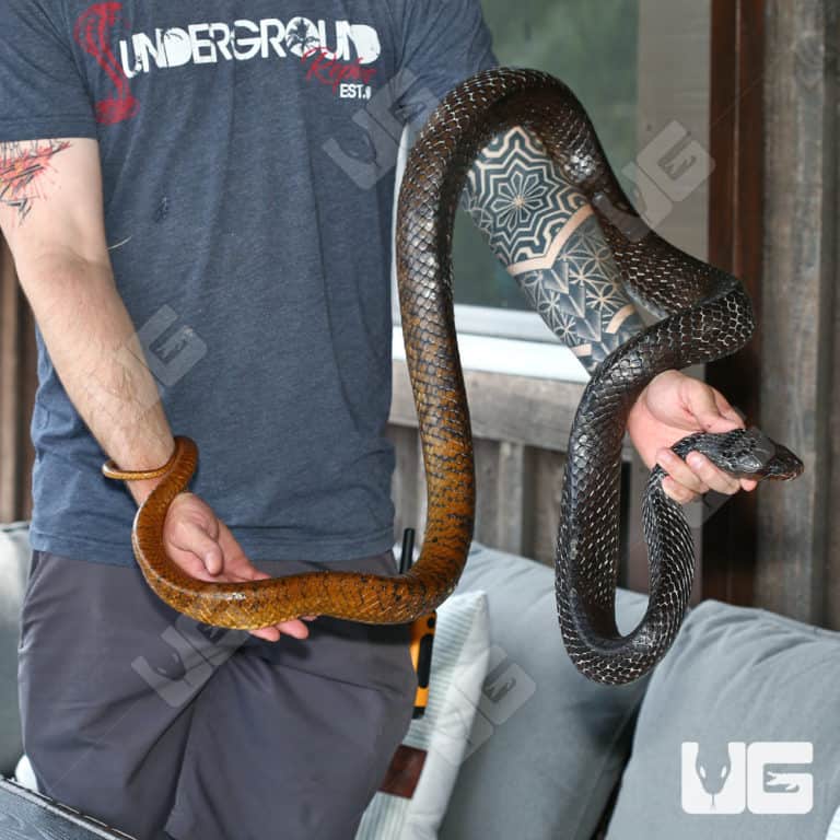 Yellowtail Cribo For Sale Underground Reptiles