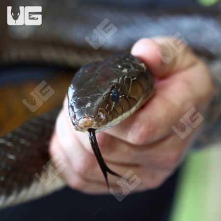 Yellowtail Cribo (Drymarchon corais) For Sale - Underground Reptiles