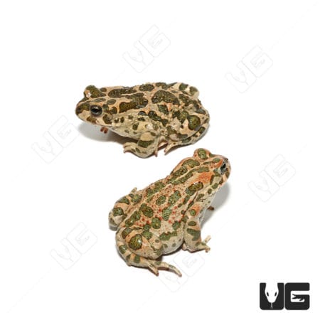African Green Toad (Bufotes boulengeri)