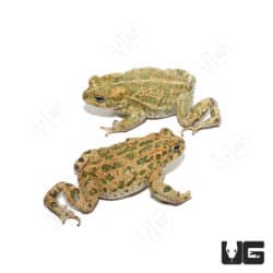 African Green Toad (Bufotes boulengeri)