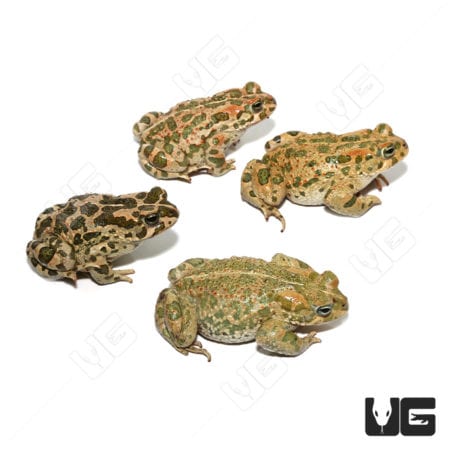 African Green Toad (Bufotes boulengeri)