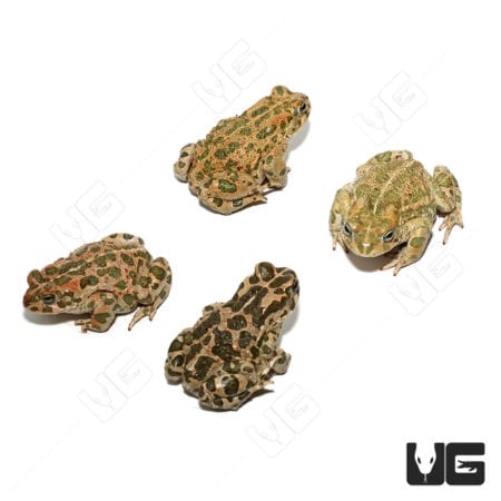 African Green Toad (Bufotes boulengeri)