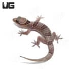 Banded Leaf Toe Geckos (Hemidactylus fasciatus) For Sale - Underground Reptiles
