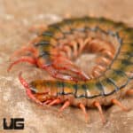 Egyptian Rainbow Centipedes For Sale - Underground Reptiles