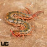 Egyptian Rainbow Centipedes For Sale - Underground Reptiles