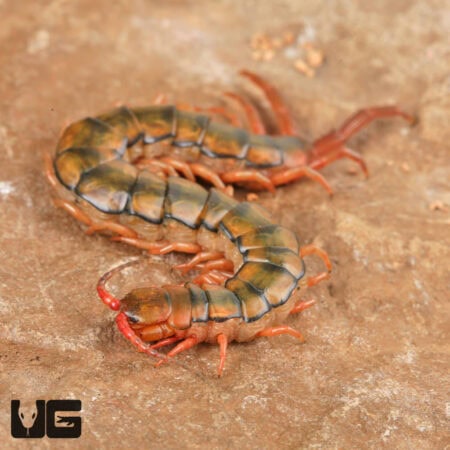 Egyptian Rainbow Centipedes For Sale - Underground Reptiles