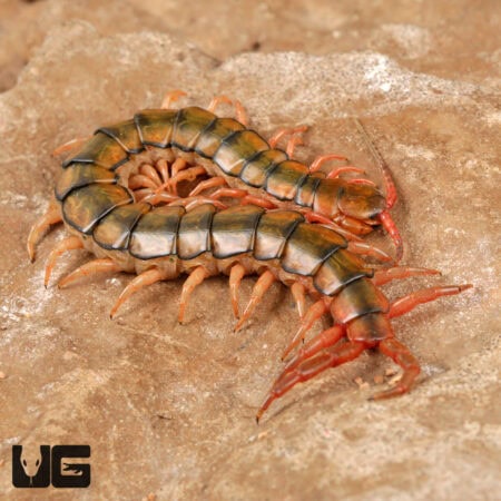 Egyptian Rainbow Centipedes For Sale - Underground Reptiles