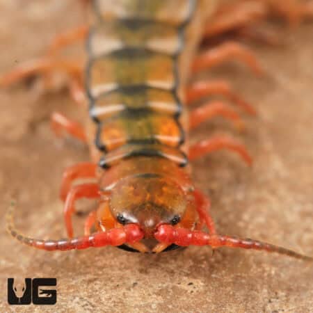 Egyptian Rainbow Centipedes For Sale - Underground Reptiles