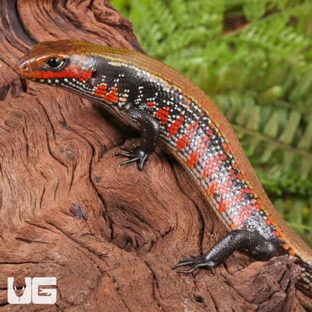Fire Skinks For Sale - Underground Reptiles