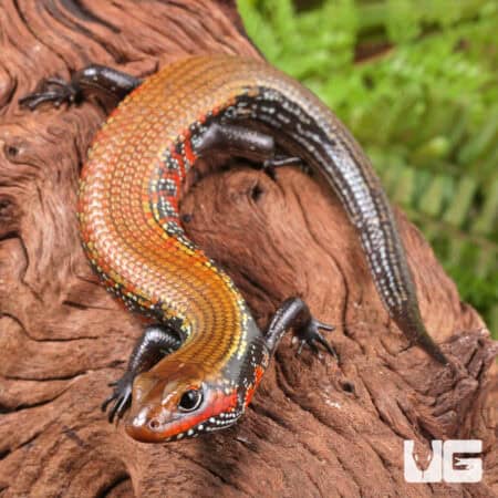 Fire Skinks For Sale - Underground Reptiles