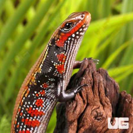 Fire Skinks For Sale - Underground Reptiles