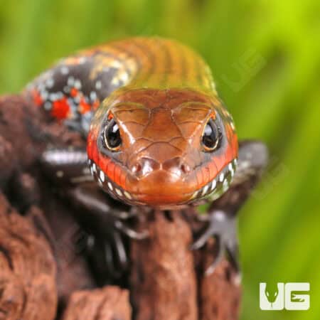 Fire Skinks For Sale - Underground Reptiles