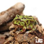 Green Pacman Frogs (Ceratophrys cranwelli)