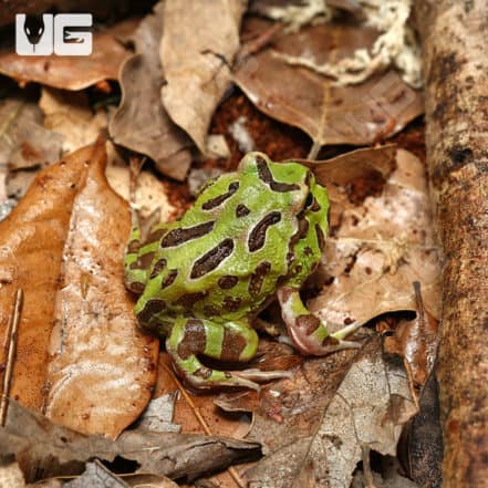 Green Pacman Frogs For Sale - Underground Reptiles