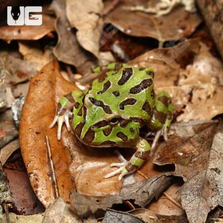 Green Pacman Frogs (Ceratophrys cranwelli)