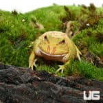 Keylime Pacman Frog (Ceratophrys cranwelli)
