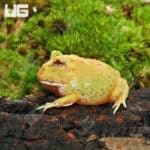 Keylime Pacman Frog (Ceratophrys cranwelli)