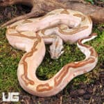 Male Hypo Labyrinth Het Anery 50% Het Albino Boa For Sale - Underground Reptiles