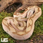 Male Hypo Labyrinth Het Anery 50% Het Albino Boa For Sale - Underground Reptiles