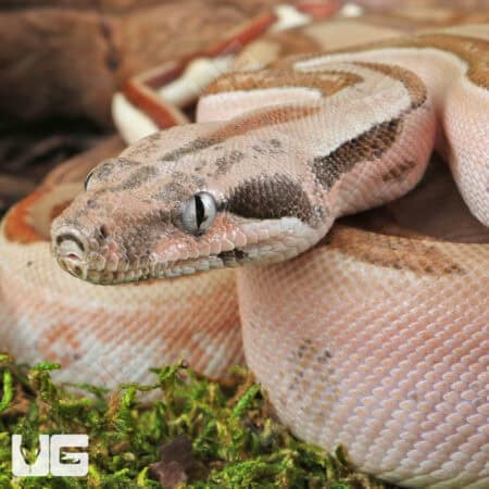 Male Hypo Labyrinth Het Anery 50% Het Albino Boa For Sale - Underground Reptiles