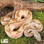 Male Hypo Labyrinth Het Anery 50% Het Albino Boa For Sale - Underground Reptiles