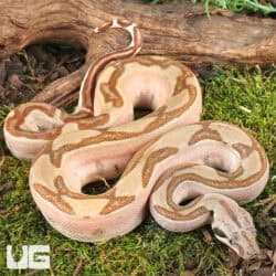 Male Hypo Labyrinth Het Anery 50% Het Albino Boa For Sale - Underground Reptiles