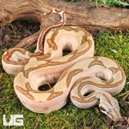 Male Hypo Labyrinth Het Anery 50% Het Albino Boa For Sale - Underground Reptiles