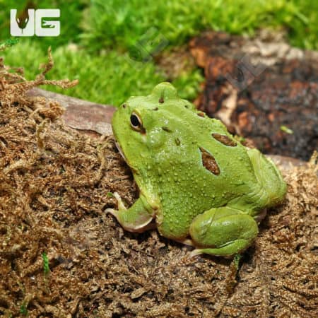 Matcha Pacman Frogs (Ceratophrys cranwelli)