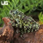 Mossy Tree Frog (Theloderma corticale) For Sale - Underground Reptiles