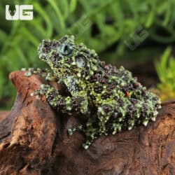 Mossy Tree Frog (Theloderma corticale) For Sale - Underground Reptiles