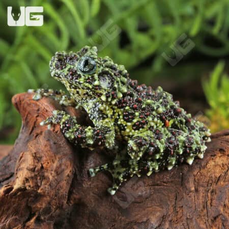 Mossy Tree Frog (Theloderma corticale) For Sale - Underground Reptiles