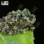 Mossy Tree Frog (Theloderma corticale) For Sale - Underground Reptiles