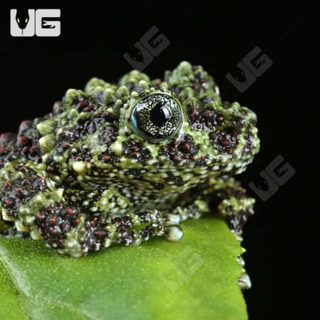 Mossy Tree Frog (Theloderma corticale) For Sale - Underground Reptiles