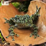 Mossy Tree Frog (Theloderma corticale) For Sale - Underground Reptiles