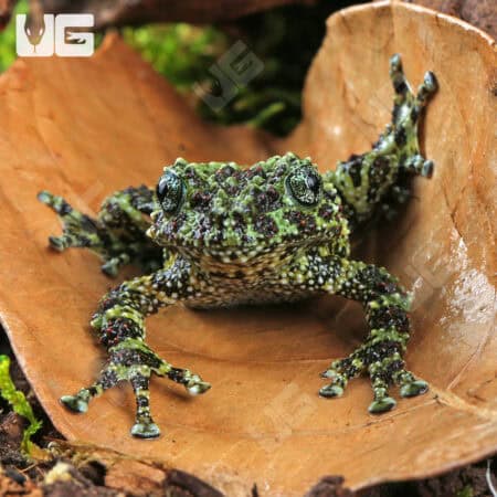 Mossy Tree Frog (Theloderma corticale) For Sale - Underground Reptiles
