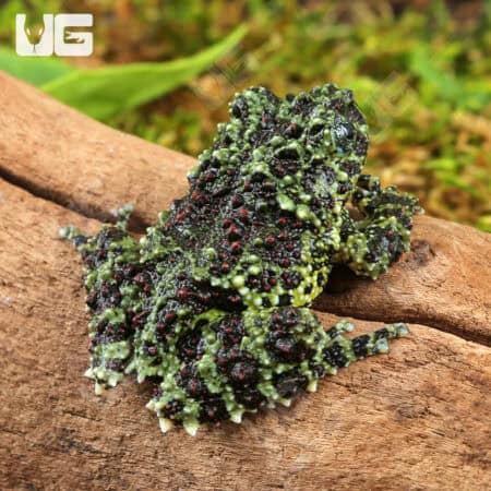 Mossy Tree Frog (Theloderma corticale) For Sale - Underground Reptiles