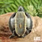 Baby Painted River Terrapin Turtle For Sale - Underground Reptiles