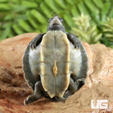 Baby Painted River Terrapin Turtle For Sale - Underground Reptiles