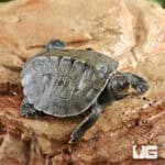 Baby Painted River Terrapin Turtle For Sale - Underground Reptiles