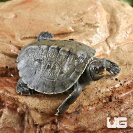 Baby Painted River Terrapin Turtle For Sale - Underground Reptiles