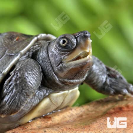 Baby Painted River Terrapin Turtle For Sale - Underground Reptiles