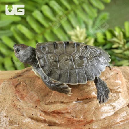 Baby Painted River Terrapin Turtle For Sale - Underground Reptiles