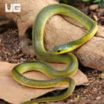 Velvet Swamp Snakes For Sale - Underground Reptiles