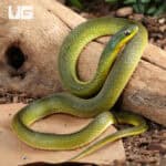 Velvet Swamp Snakes For Sale - Underground Reptiles