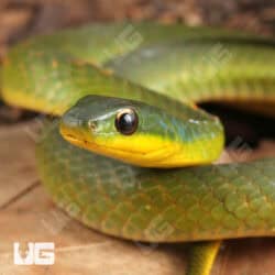 Velvet Swamp Snakes For Sale - Underground Reptiles