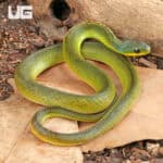 Velvet Swamp Snakes For Sale - Underground Reptiles