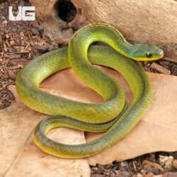 Velvet Swamp Snakes For Sale - Underground Reptiles