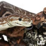 Bredl's Carpet Pythons (Morelia spilota bredli) For Sale - Underground Reptiles
