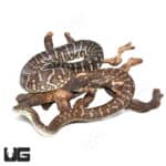 Bredl's Carpet Pythons (Morelia spilota bredli) For Sale - Underground Reptiles