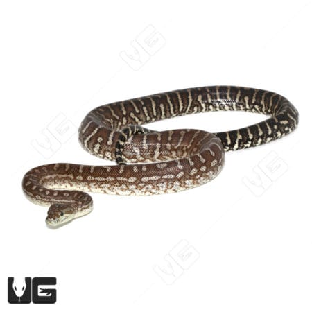 Bredl's Carpet Pythons (Morelia spilota bredli) For Sale - Underground Reptiles